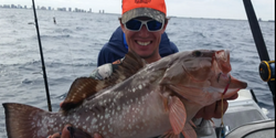 Magnificent red grouper at West Palm Beach, Fl